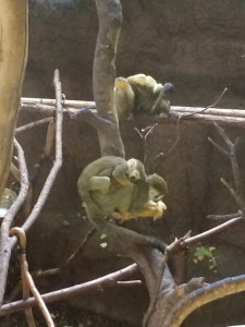 zoo4