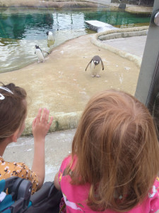 zoo9b