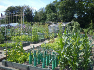 garden1