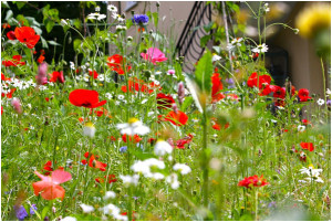 garden3